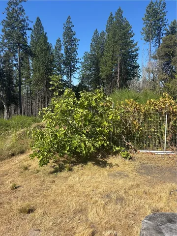 a view of a yard with plants and trees