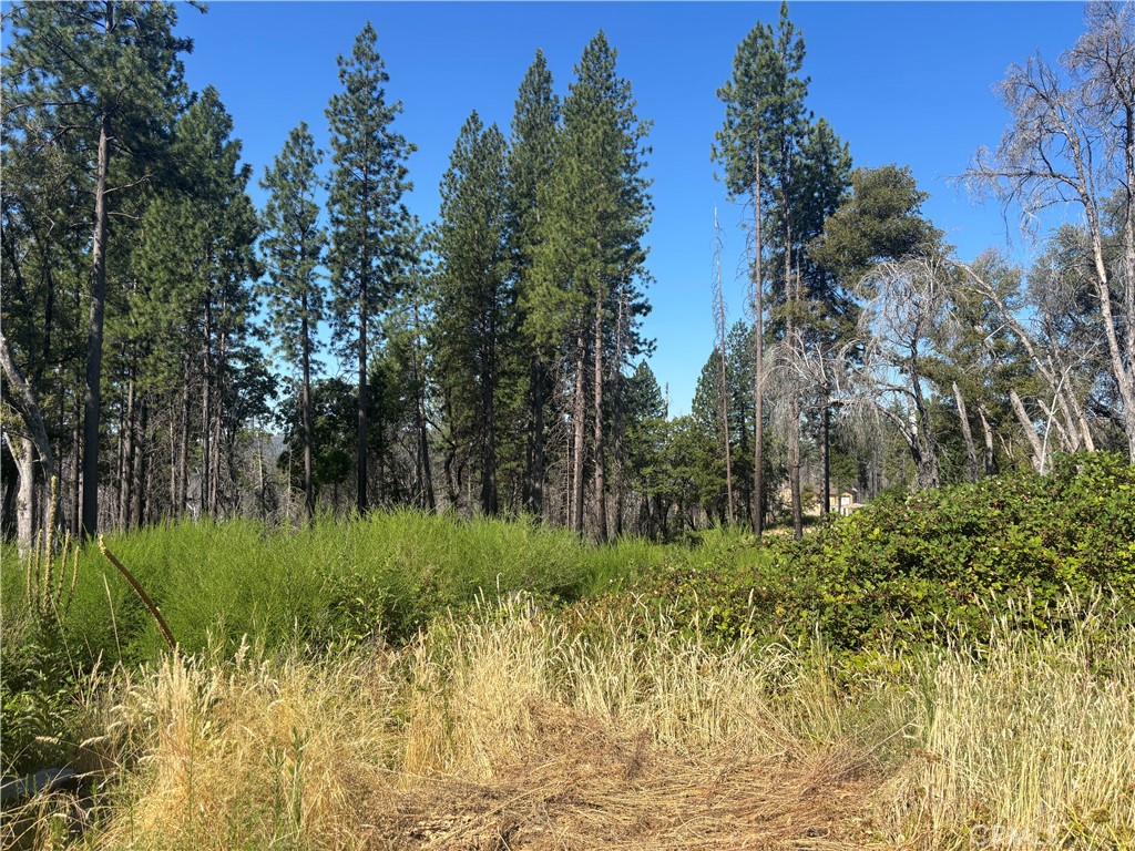 1996 Bald Rock Road Berry Creek, CA 95916 - Photo 10 of 21 a view of a garden