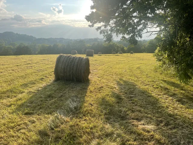 a view of an ocean from a yard