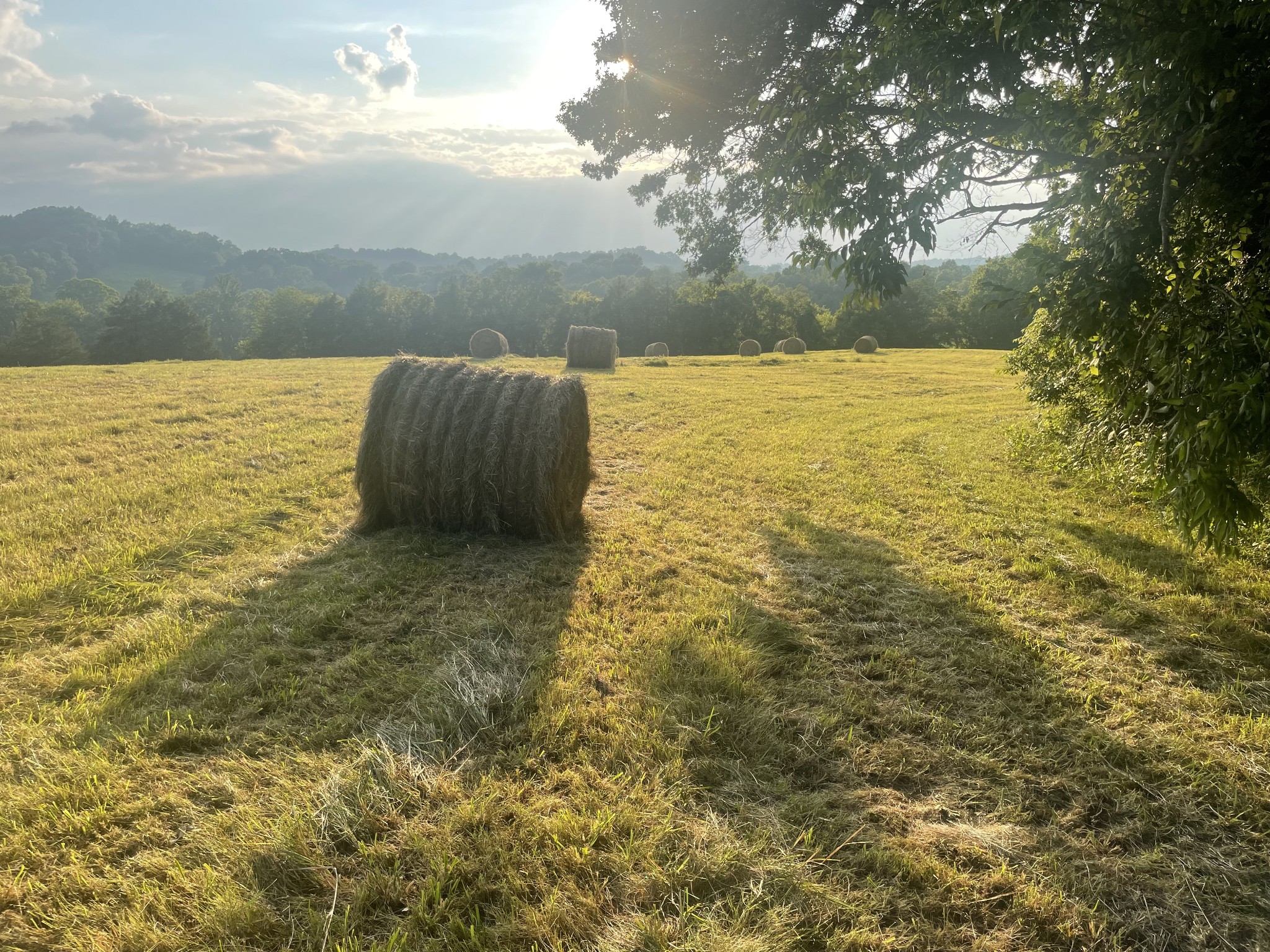 a view of an ocean from a yard