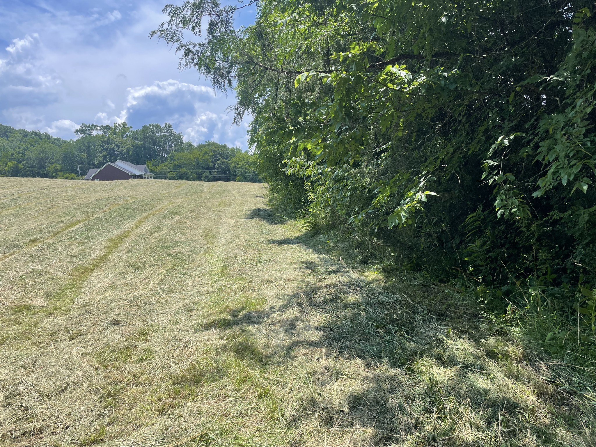 0 Agnew Road Pulaski, TN 38478 - Photo 13 of 45 a view of a yard with plants and large trees