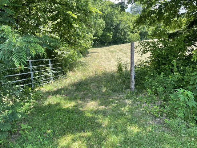 a view of a yard with plants and large trees