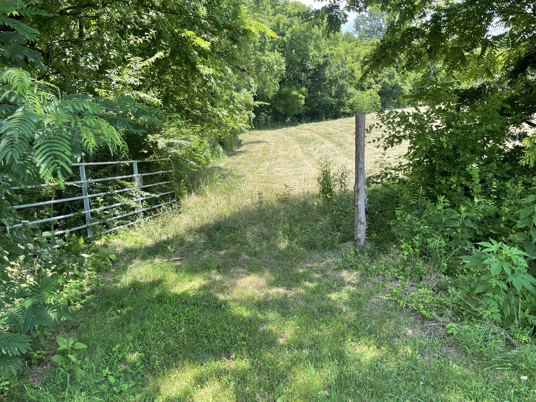 0 Agnew Road Pulaski, TN 38478 - Photo 2 of 45 a view of a yard with plants and large trees