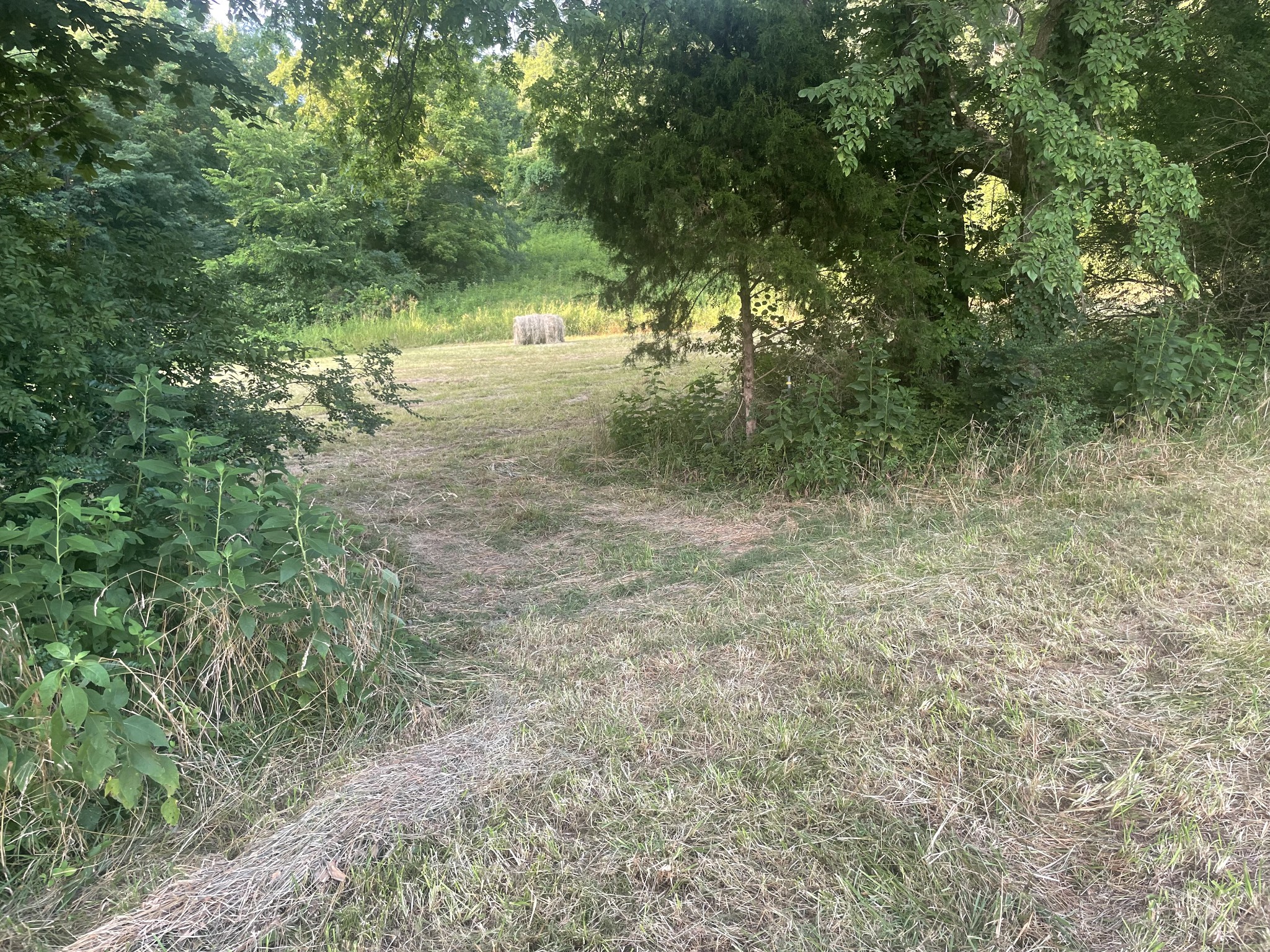 0 Agnew Road Pulaski, TN 38478 - Photo 21 of 45 a view of a yard with a tree