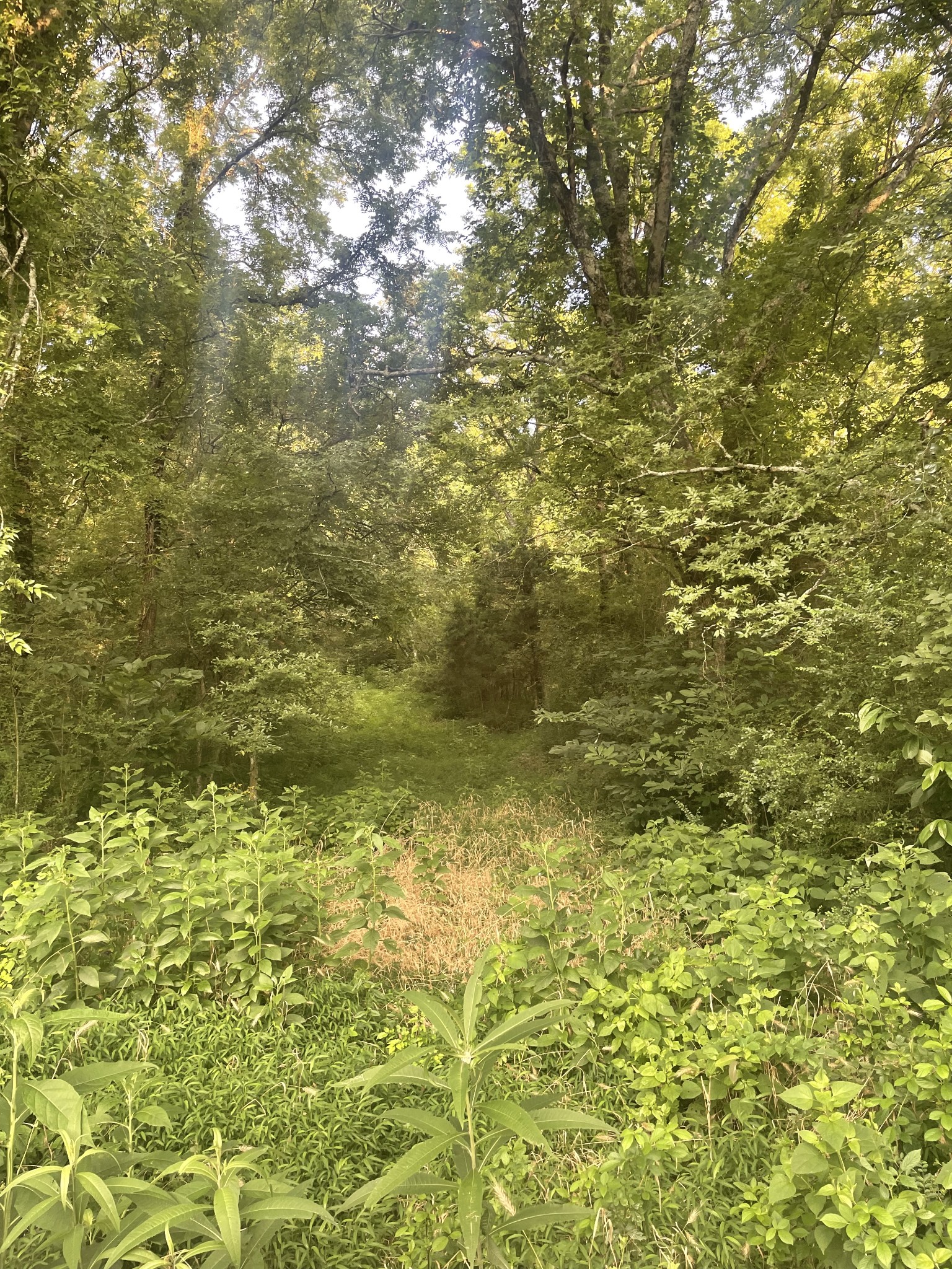 0 Agnew Road Pulaski, TN 38478 - Photo 25 of 45 a view of a small yard