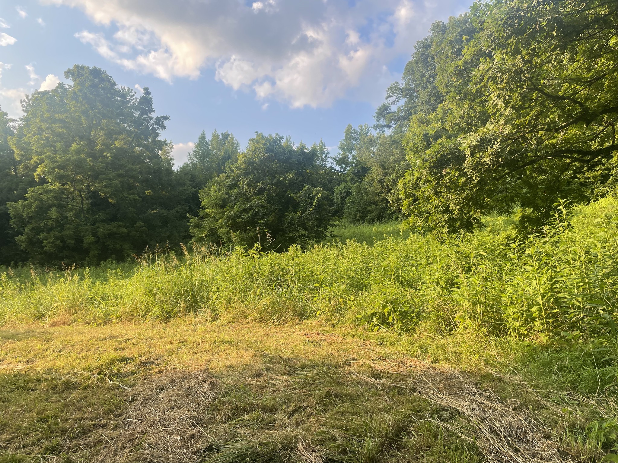 0 Agnew Road Pulaski, TN 38478 - Photo 26 of 45 a view of a yard