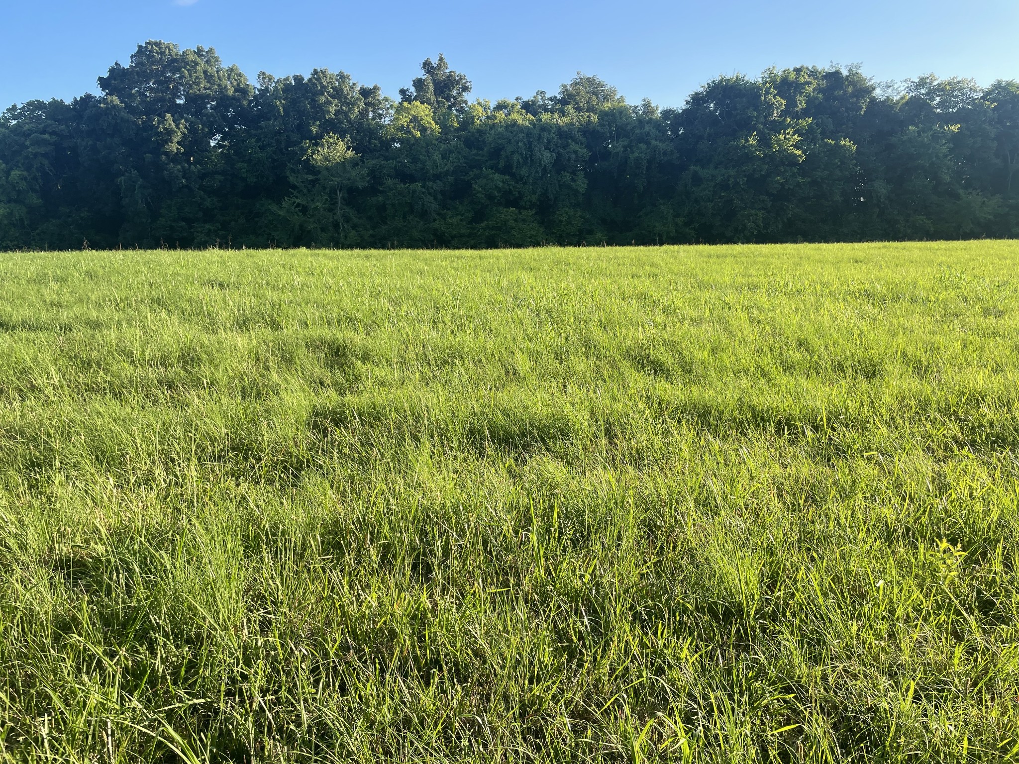 0 Agnew Road Pulaski, TN 38478 - Photo 42 of 45 a view of outdoor space and yard