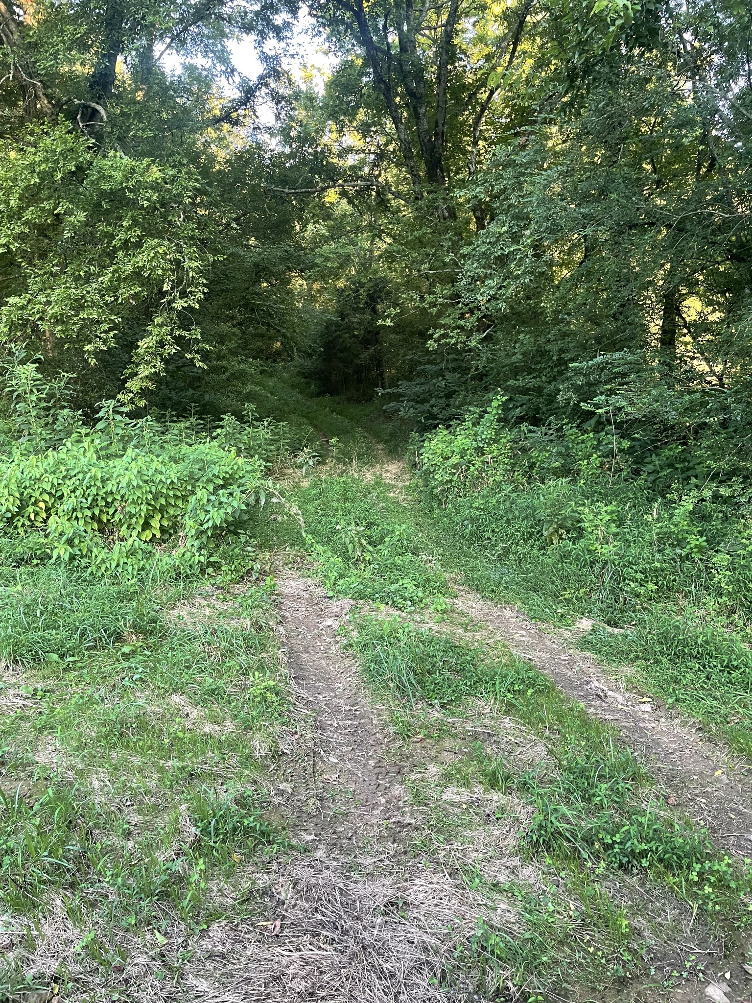 0 Agnew Road Pulaski, TN 38478 - Photo 45 of 45 a view of a lush green forest