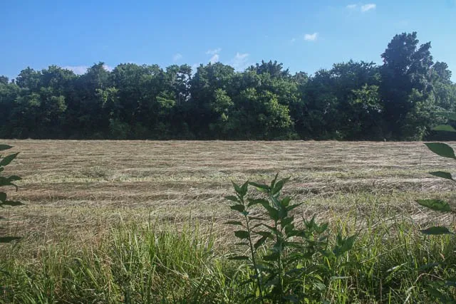 a view of outdoor space with swimming pool and trees in the background