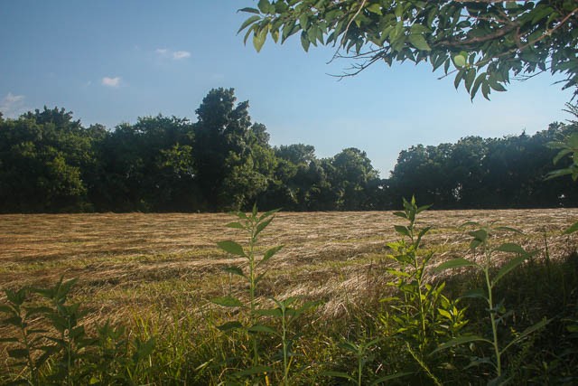 0 Agnew Road Pulaski, TN 38478 - Photo 9 of 45 a view of a yard