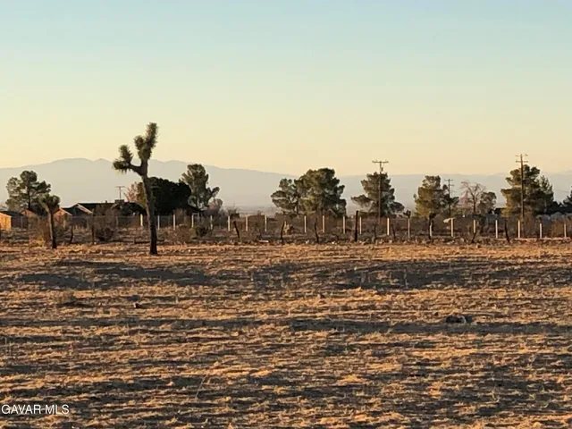 a view of a dry yard with trees