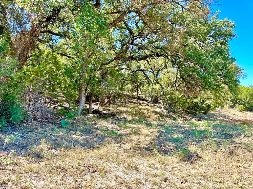 16560 Cedar Bluff Road Mason, TX 76856 - Photo 27 of 34 a view of tree