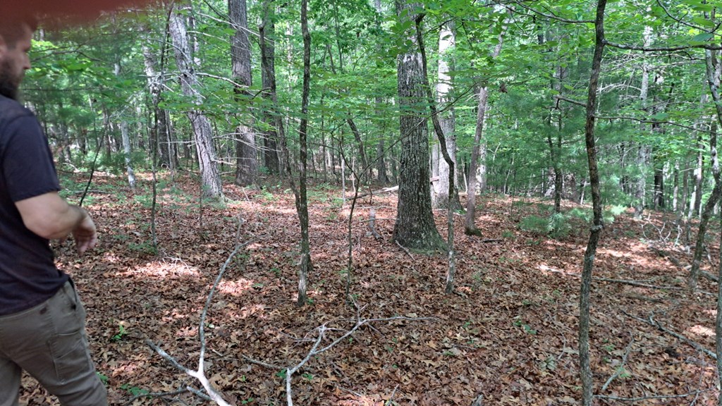 31-acres Upper Bear Paw Road Murphy, NC 28906 - Photo 14 of 26