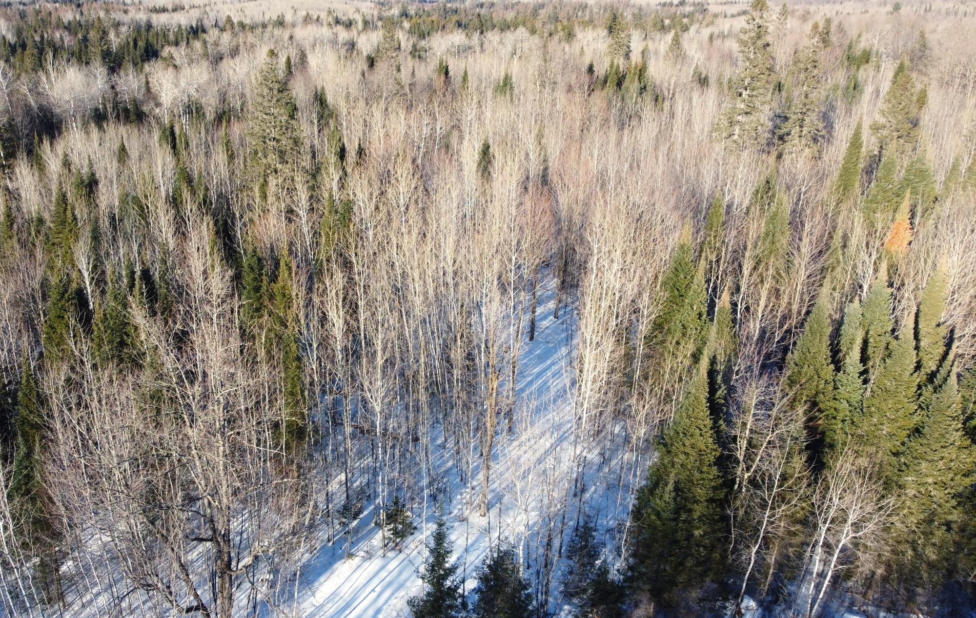 0 Bear Lake Road Butternut, WI 54514 - Photo 10 of 23 Gallery Image 10