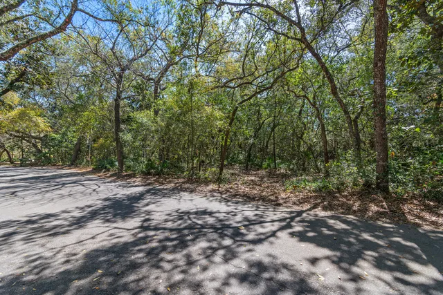 a view of a forest with trees in the background
