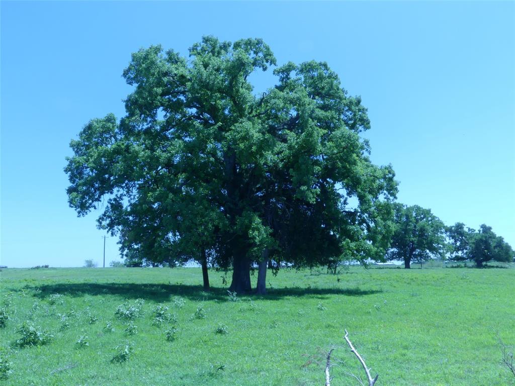 3421 Schoolhouse Road Forestburg, TX 76239 - Photo 36 of 39 a view of a trees with a big yard