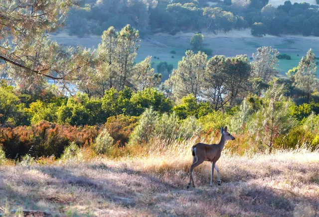 a view of a yard in front of a building