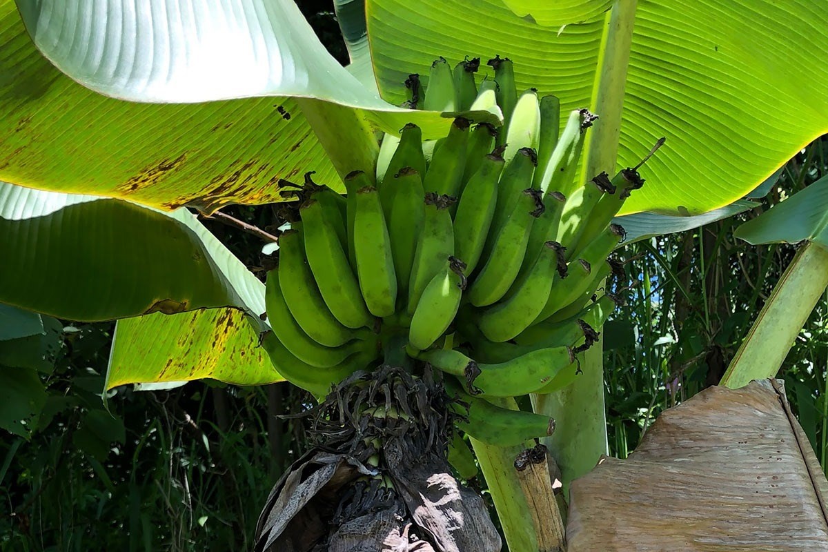 14-580 Pakaka Road Pahoa, HI 96778 - Photo 17 of 30 Gallery Image 17