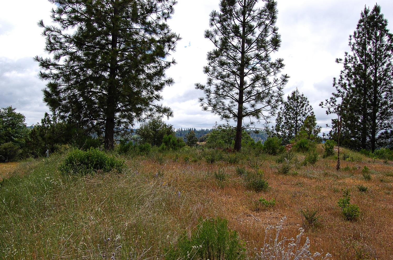 2676 Silver Mountain Road Rail Road Flat, CA 95248 - Photo 12 of 76 a view of a lush green forest with lots of trees