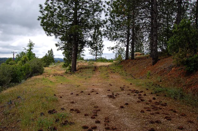 a view of backyard space and trees
