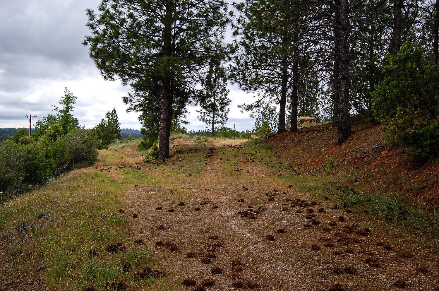 2676 Silver Mountain Road Rail Road Flat, CA 95248 - Photo 12 of 76 a view of outdoor space with trees