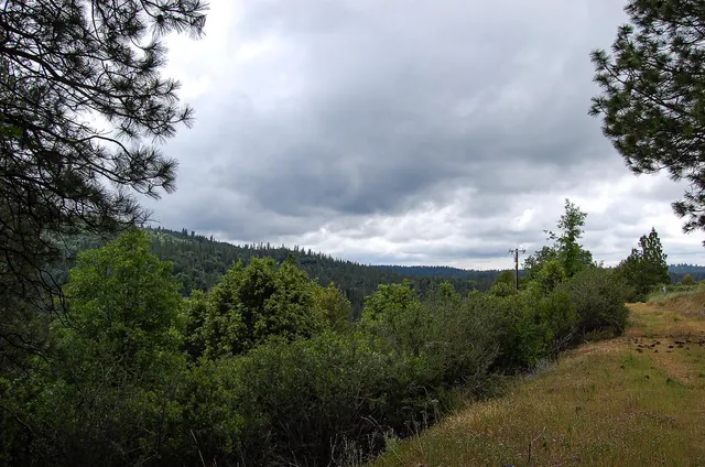 a view of a yard with trees