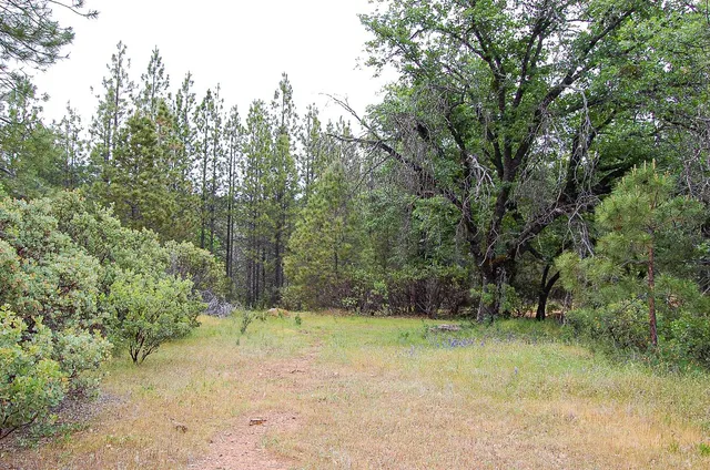 a view of a dry yard with lots of green space