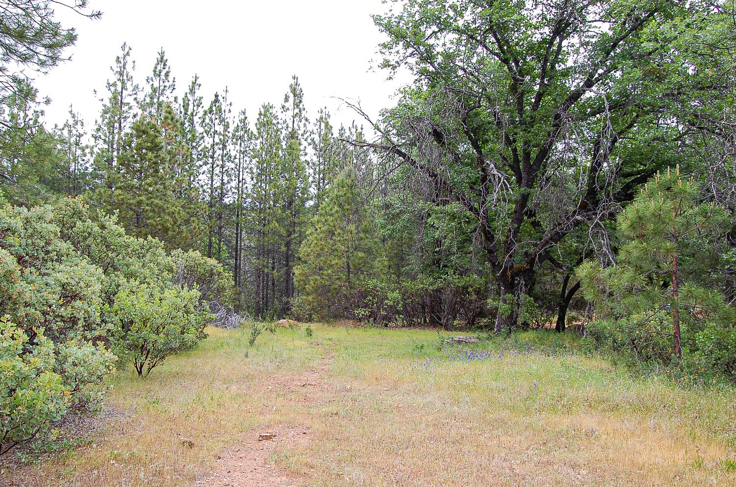 2676 Silver Mountain Road Rail Road Flat, CA 95248 - Photo 15 of 76 a view of backyard space and trees