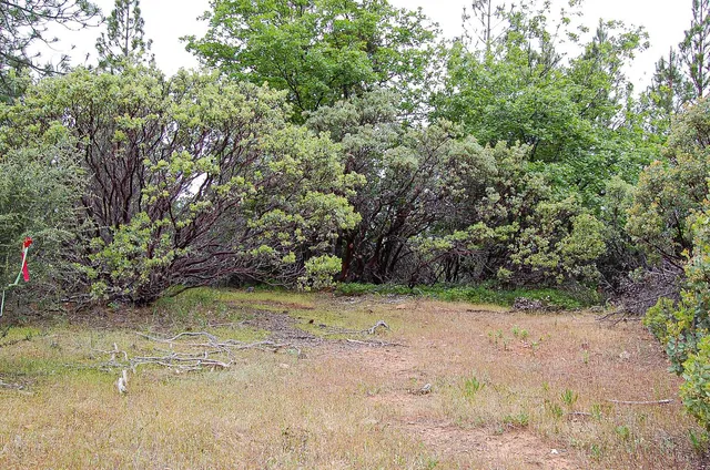a view of a forest with trees in the background