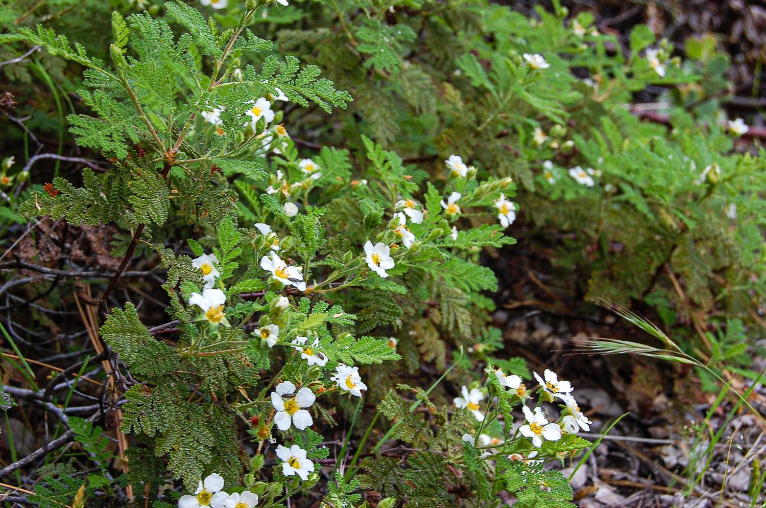 2676 Silver Mountain Road Rail Road Flat, CA 95248 - Photo 18 of 76 a backyard of a house