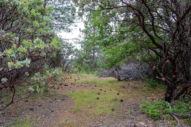 a view of a forest with trees in the background