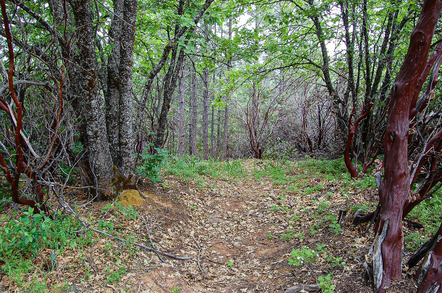 2676 Silver Mountain Road Rail Road Flat, CA 95248 - Photo 20 of 76 a green field with lots of trees