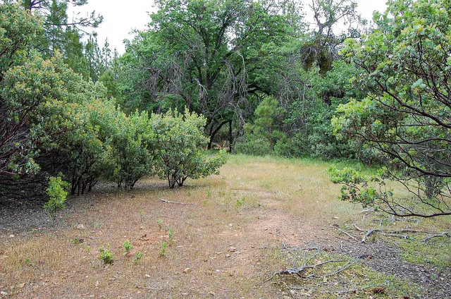 a view of a yard with a tree