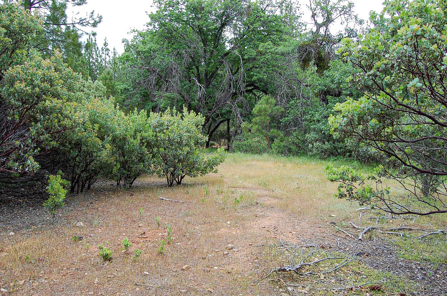 2676 Silver Mountain Road Rail Road Flat, CA 95248 - Photo 21 of 76 a view of a forest with trees in the background