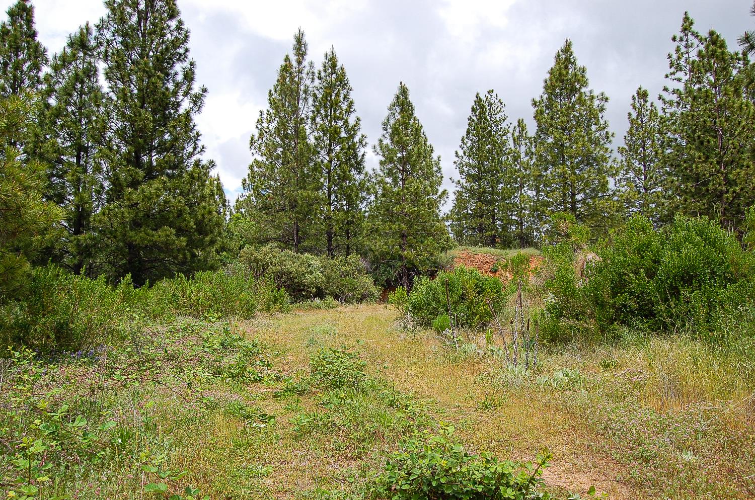 2676 Silver Mountain Road Rail Road Flat, CA 95248 - Photo 22 of 76 a view of a yard with a tree
