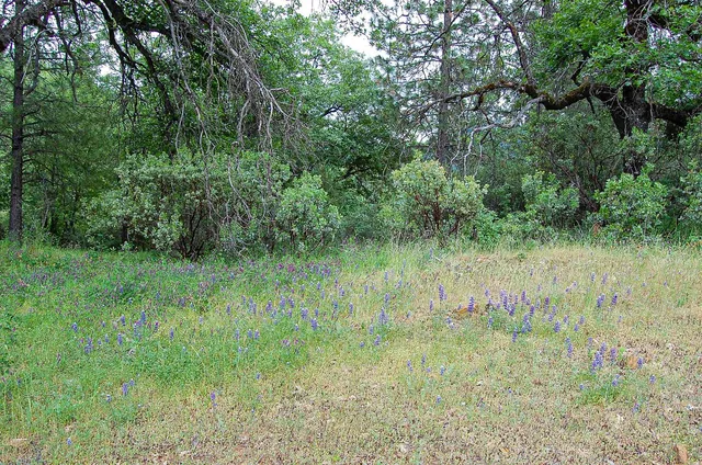 a view of a forest with trees in the background