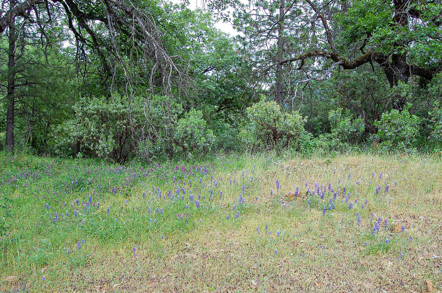 2676 Silver Mountain Road Rail Road Flat, CA 95248 - Photo 22 of 76 a view of a lush green forest next to a lake