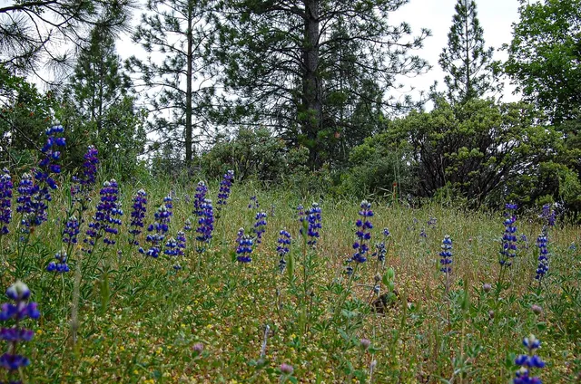 a view of a field with trees in the background