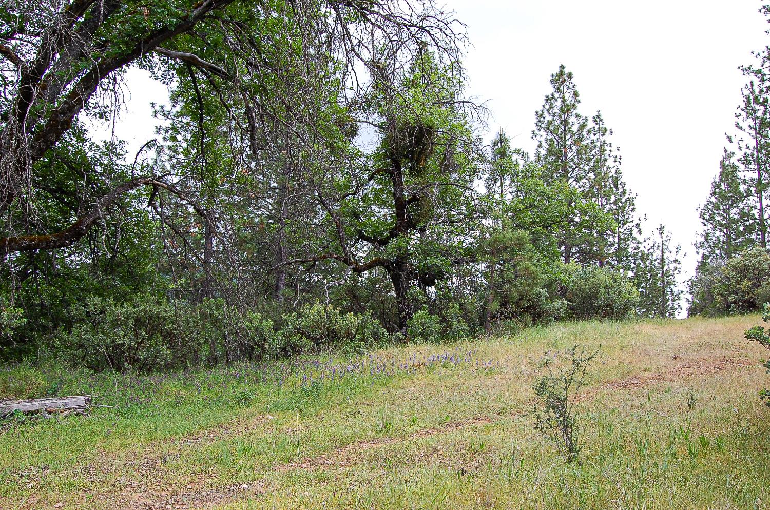 2676 Silver Mountain Road Rail Road Flat, CA 95248 - Photo 26 of 76 a view of a forest with trees in the background