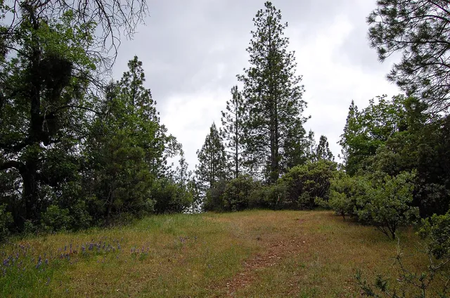 a view of a dry yard with trees in the background