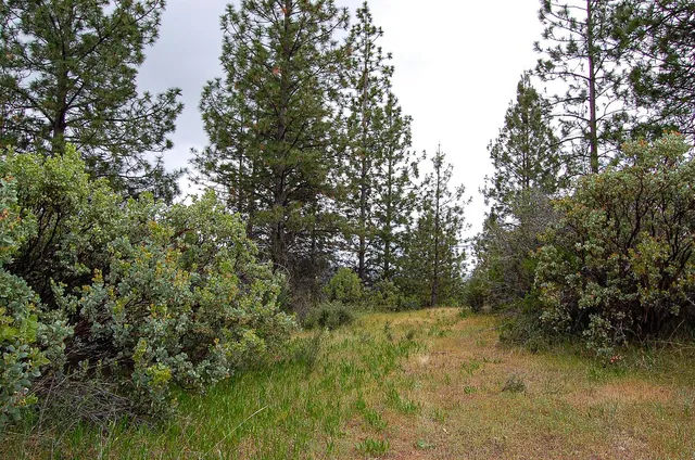 a view of a lush green forest with lots of trees