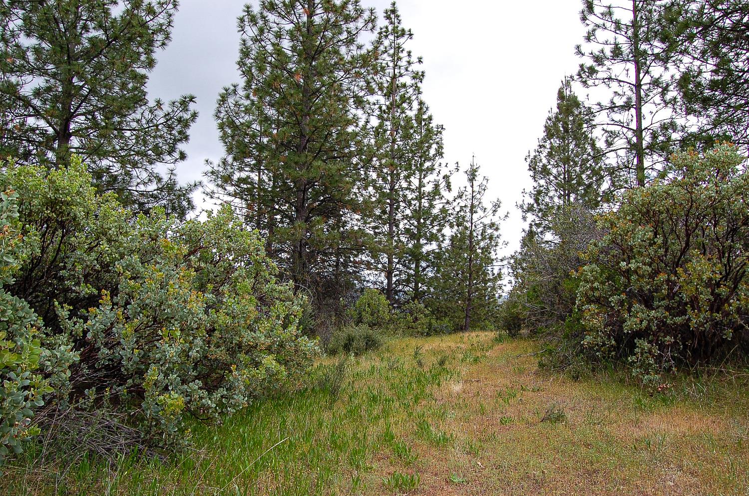 2676 Silver Mountain Road Rail Road Flat, CA 95248 - Photo 29 of 76 a view of a yard with a tree