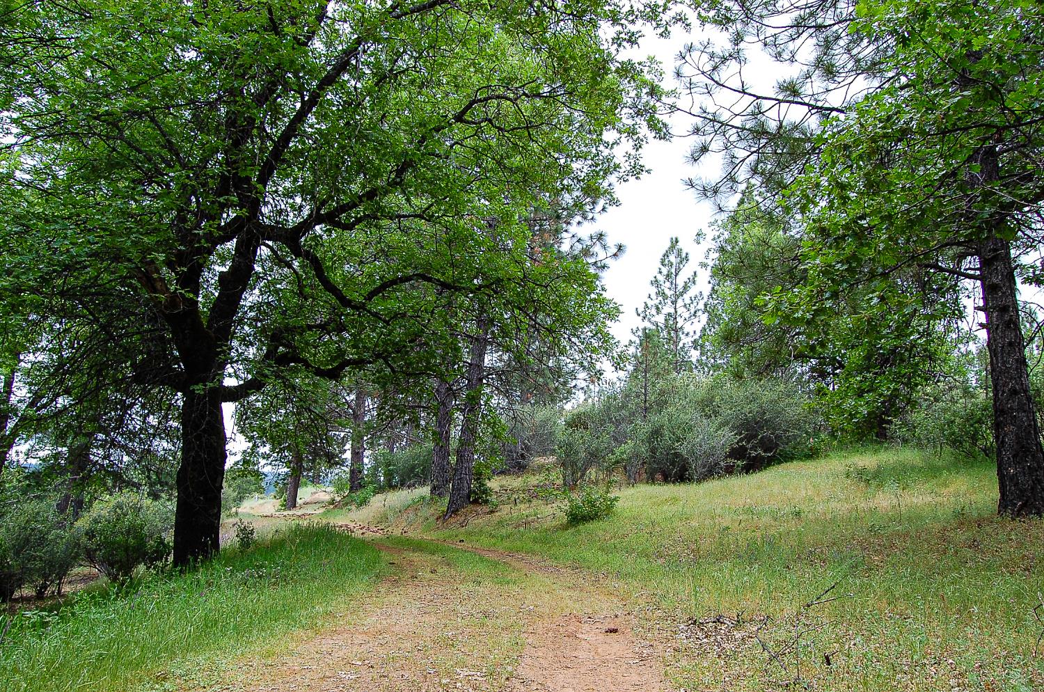 2676 Silver Mountain Road Rail Road Flat, CA 95248 - Photo 29 of 76 a view of a trees in a yard