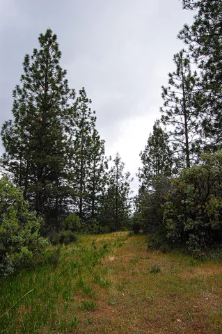 a view of a yard with trees