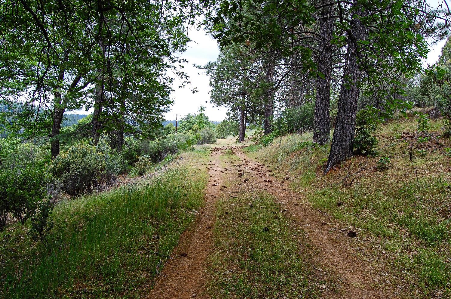 2676 Silver Mountain Road Rail Road Flat, CA 95248 - Photo 30 of 76 a view of a forest with trees in the background