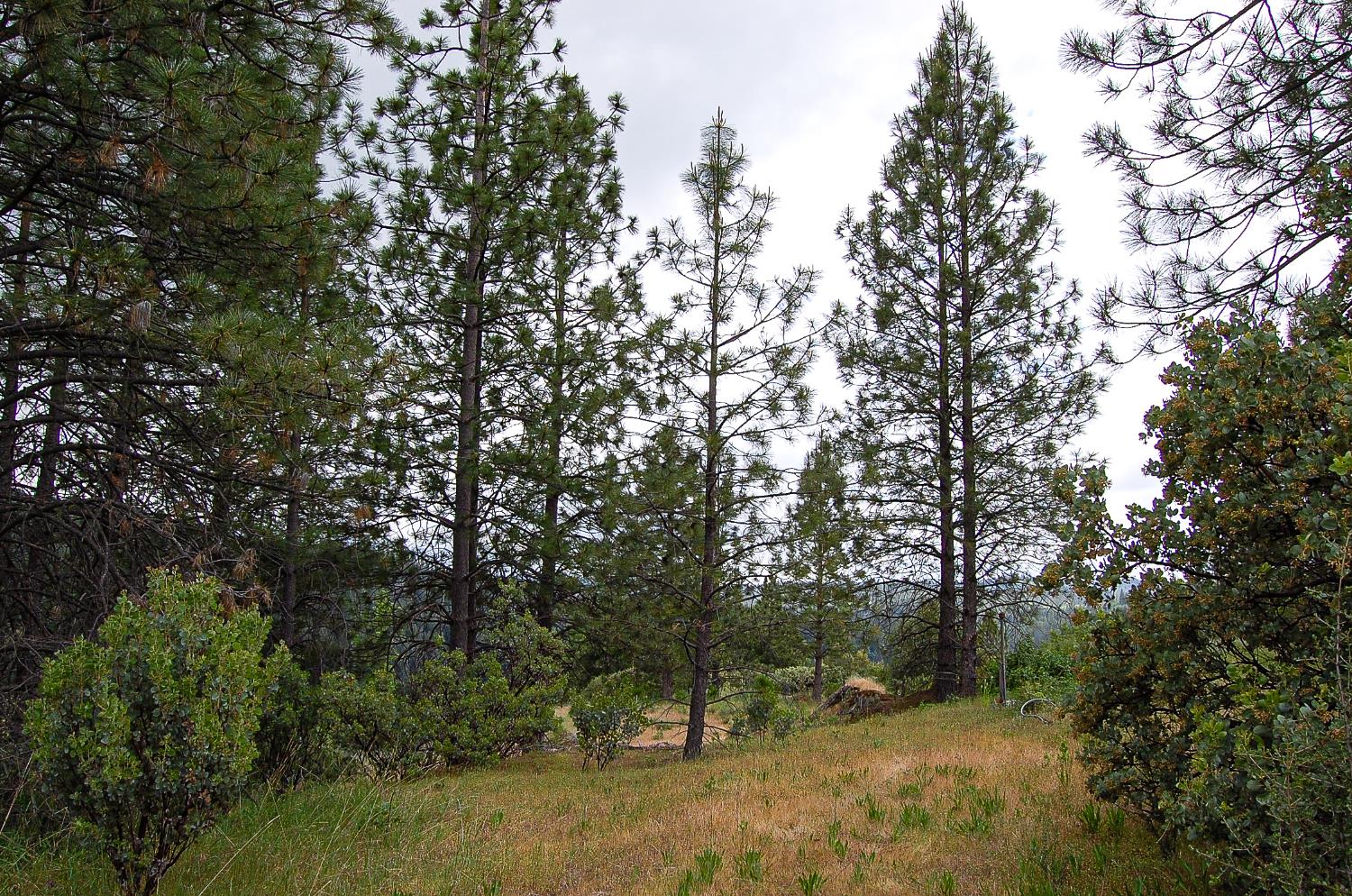 2676 Silver Mountain Road Rail Road Flat, CA 95248 - Photo 31 of 76 a view of a forest with trees in the background