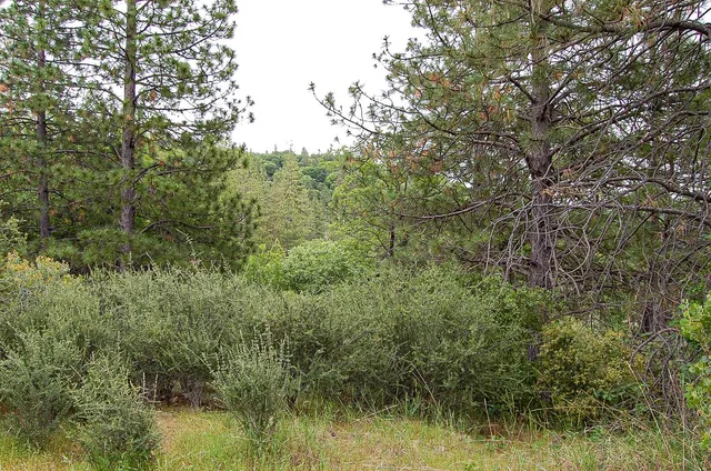 a view of a yard with large trees