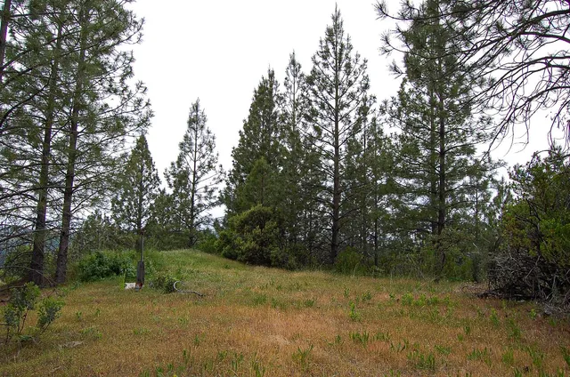 a view of a yard with a tree