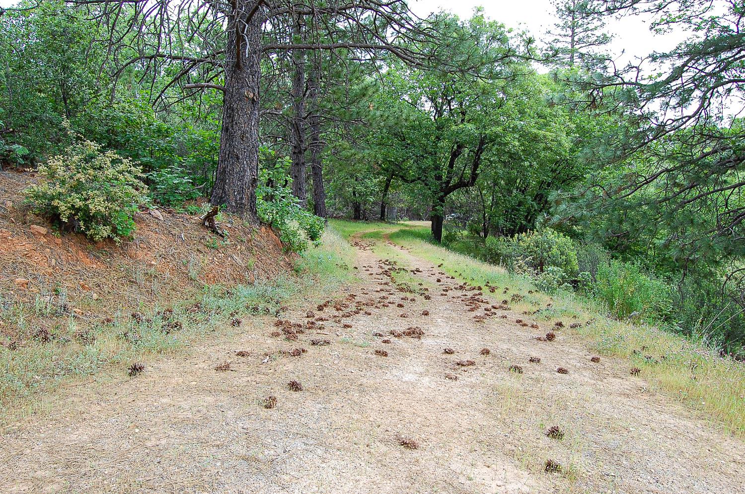 2676 Silver Mountain Road Rail Road Flat, CA 95248 - Photo 33 of 76 a view of a dirt road with trees in the background