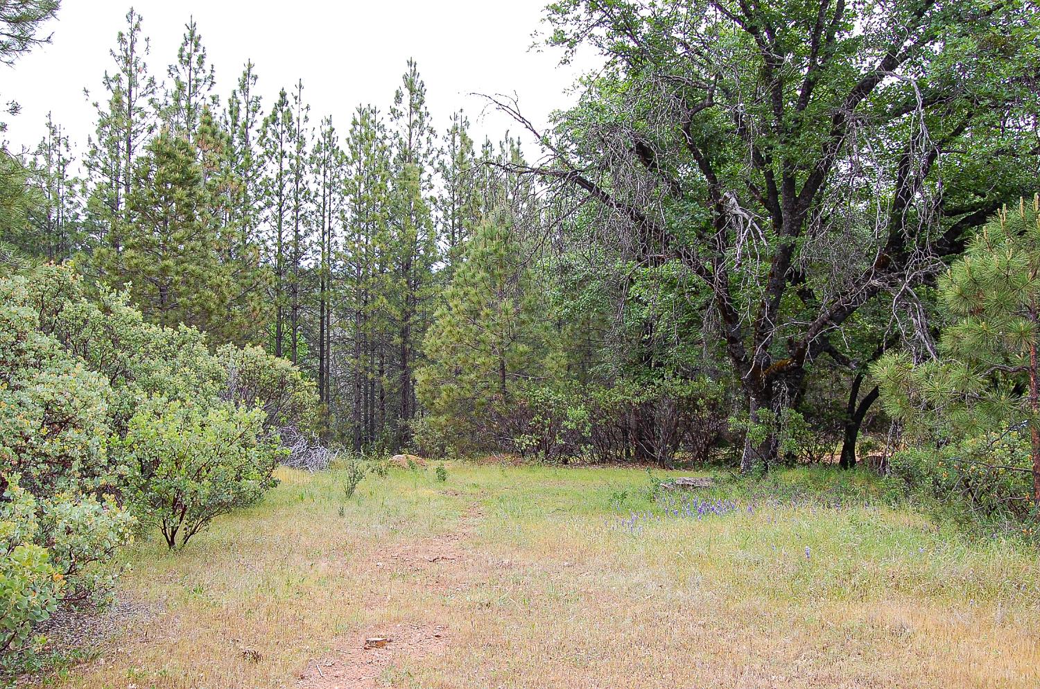 2676 Silver Mountain Road Rail Road Flat, CA 95248 - Photo 35 of 76 a view of a yard with trees